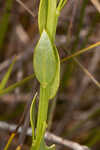 Baldwin's milkwort